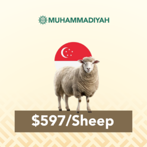 LOCAL QURBAN - Singapore (Sheep)
